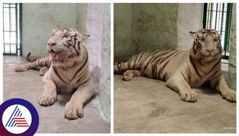 bannerghatta Biological Park welcomed  Bengal white tigers gow