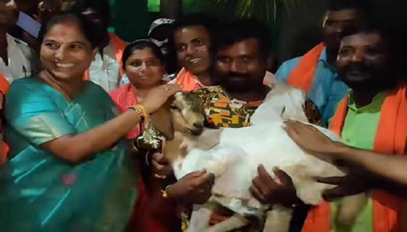 Activist Goat Gift to Hiriyur BJP Candidate Poornima Krishnappa grg