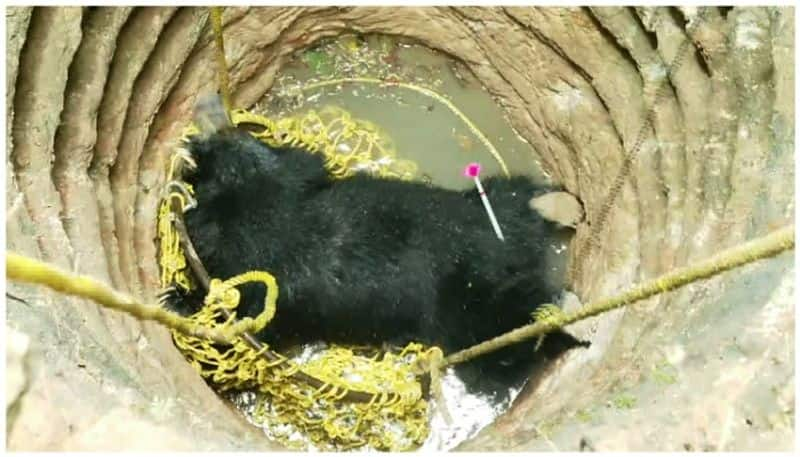 Female Bear Cub Dies in Ramanagara grg