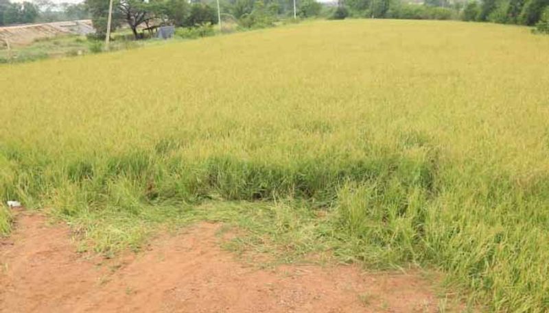 Farmers Used Tanker Water to Save Crop in Yadgir grg 