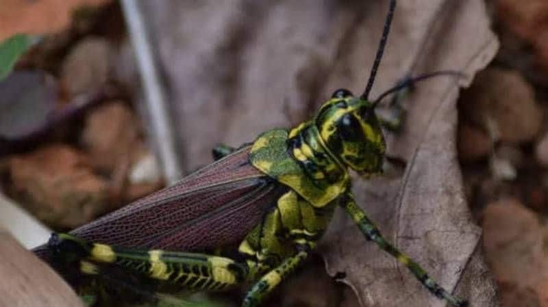 A mother who feeds insects to her 18-month-old child.. Do you know the reason..?