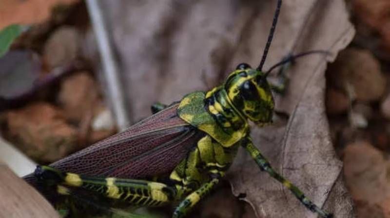 A mother who feeds insects to her 18-month-old child.. Do you know the reason..?