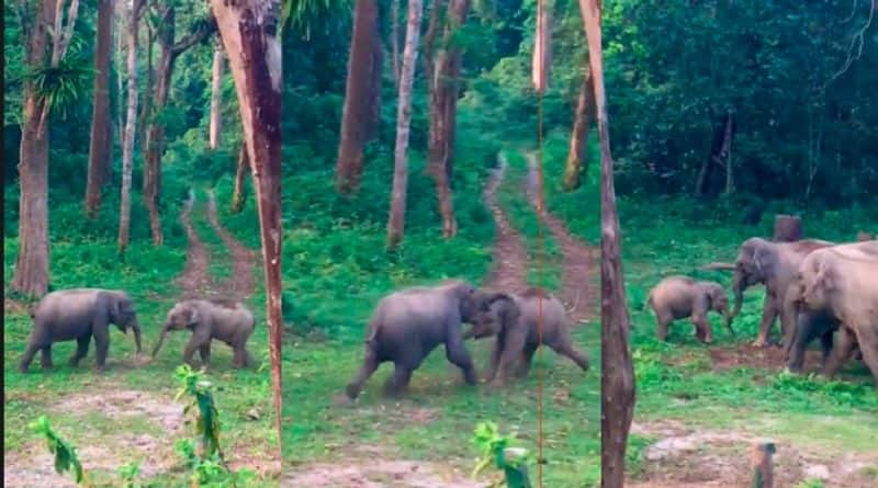 Two  killed in elephant attack in Kuppam lns 