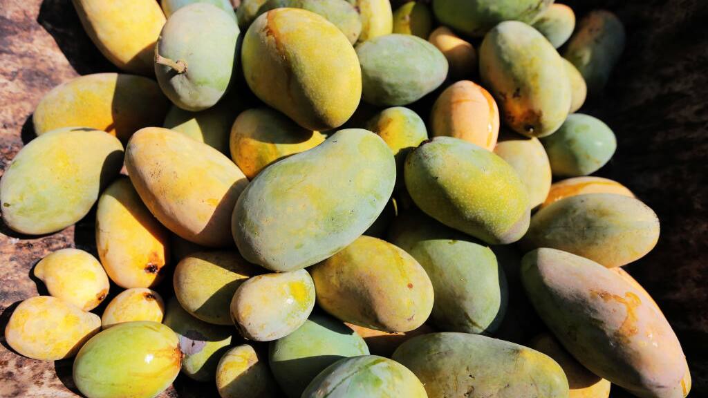 how to identify pure and artificial mango