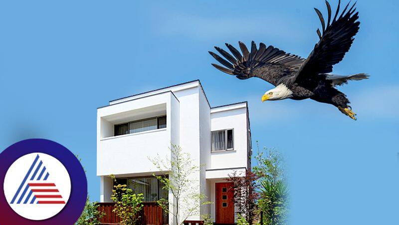 Know about eagle entry to home is good or bad 