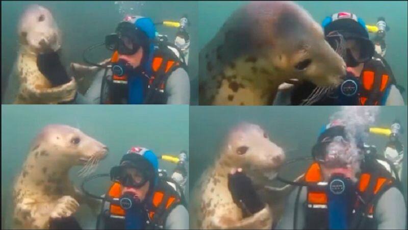 Water dog seal hugs and cuddles diver in  under water watch viral video akb