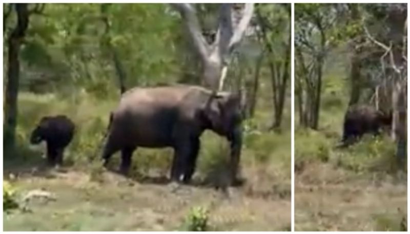 A herd of elephants grazing peacefully in mudumalai natioanal park bkg