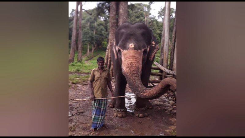 man killed by elephant in nilgiri