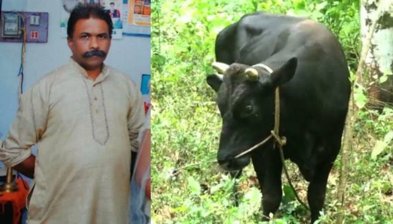 bull attacked owner in Kottayam JRJ