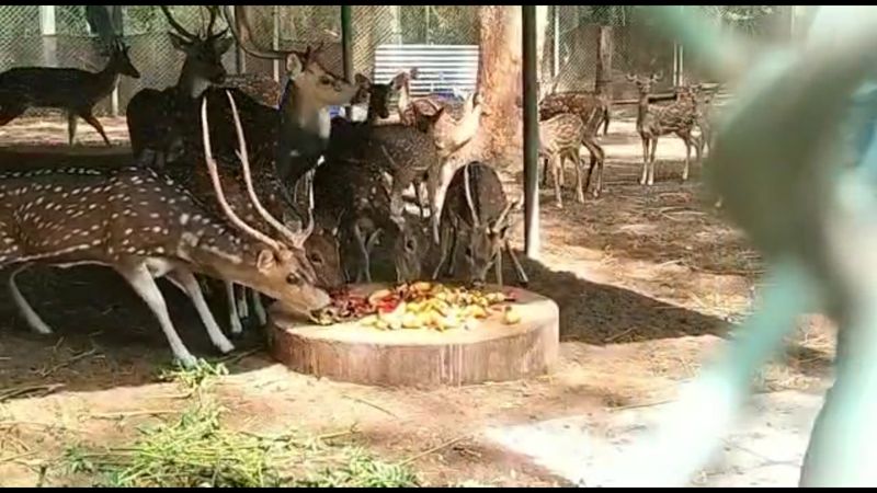 A Tamil scholar feasted deer with vegetables and fruits as a birthday present