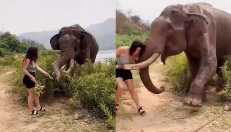 women taunts elephants with banana elephant flings her in return etj