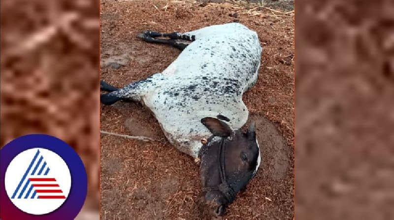 Heavy rain continues in Bidar  6 cattle killed by lightning at basava kalyana rav