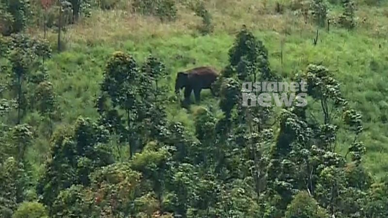 Arikomban now at Kerala Tamil Nadu border forest jrj