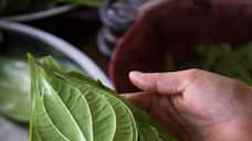 Betel leaf on an empty stomach: Surprising health boosts REVEALED AJR