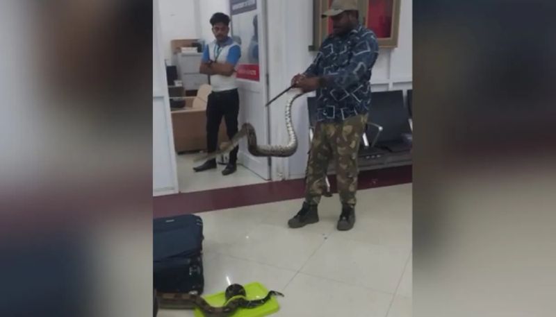 22 snakes found in womans luggage at chennai airport hyp 