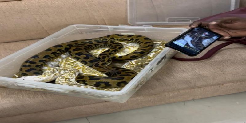 Video: Snakes Slither Out Of Woman's Luggage At Chennai Airport