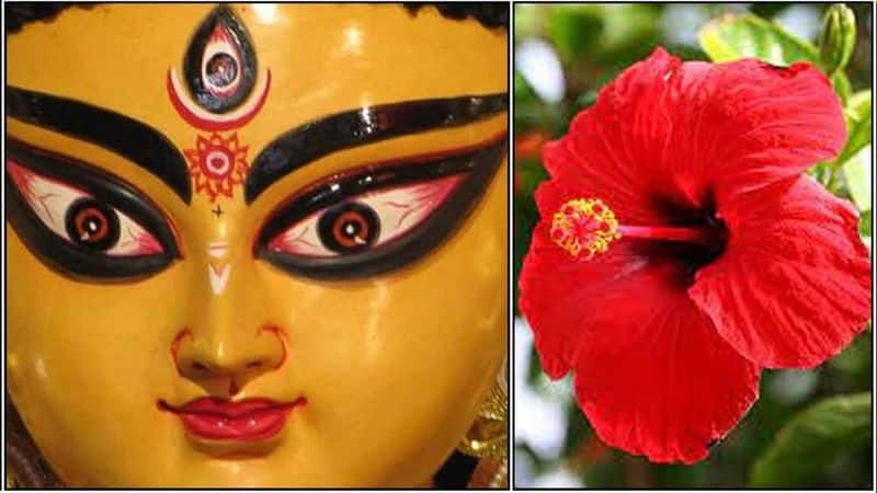 Hibiscus flower and Plant to destroy Jealous, eyil eye ,Negative energy of others 