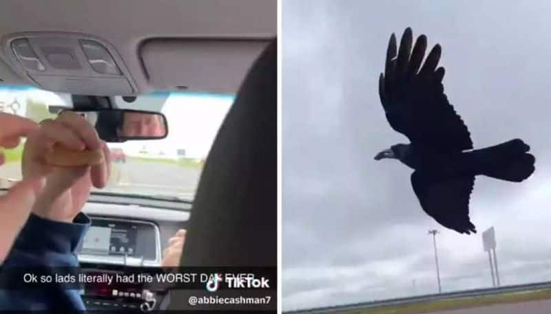 woman feeds flying crow rlp