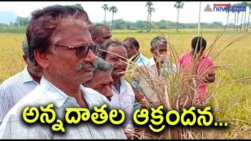 Crop affected due to spurious pesticide-farmers demand justice