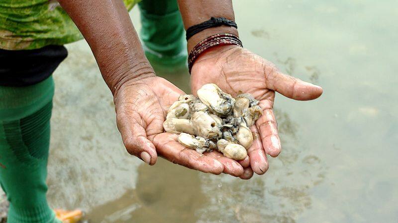 santha 60 year old woman from kannur collecting oyster from river rlp