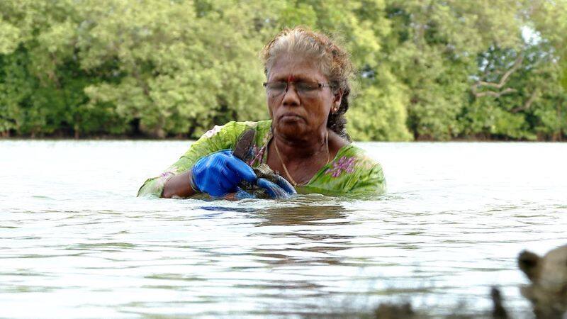 santha 60 year old woman from kannur collecting oyster from river rlp