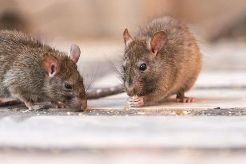 Jodhpur Govt hospital becomes home to rats Patients feet and hands are food to them akb