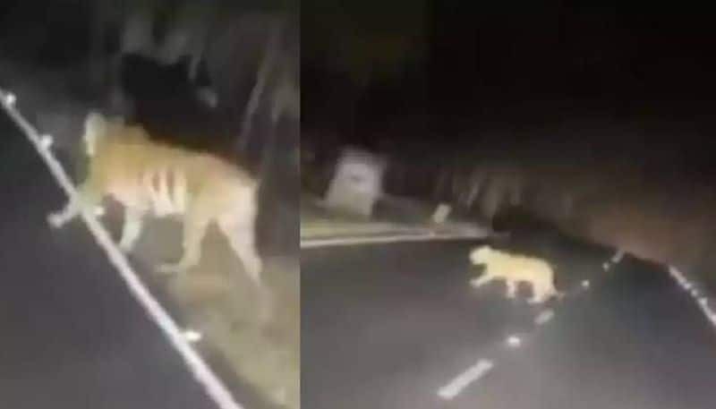 Tigress and cubs crossing road rlp