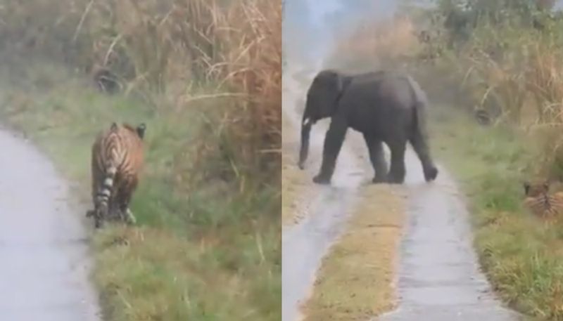 tiger making way for elephants the loving video goes viral hyp 