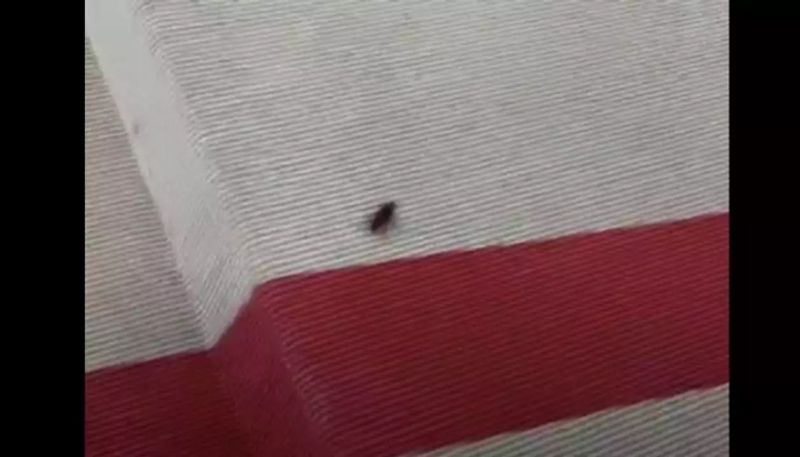 cockroach at met gala venue the video goes viral hyp