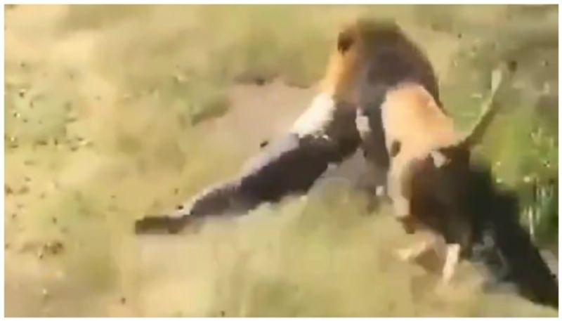 video of a lion biting a zoo owner and running away has gone viral again bkg