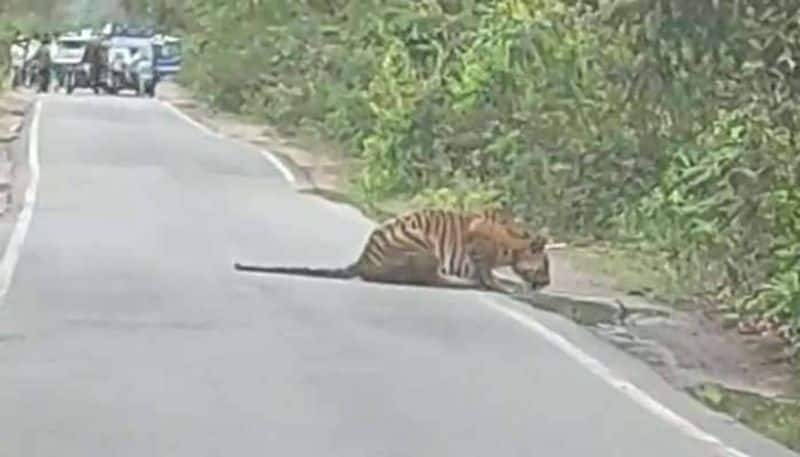 tiger drinking water in the road rlp