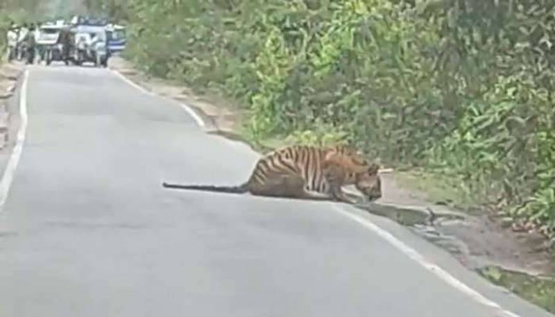 tiger drinking water in the road rlp