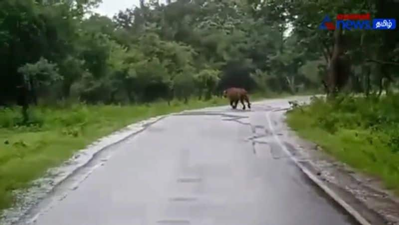 The tiger who strolled on the Mysore road! tourists Panicked