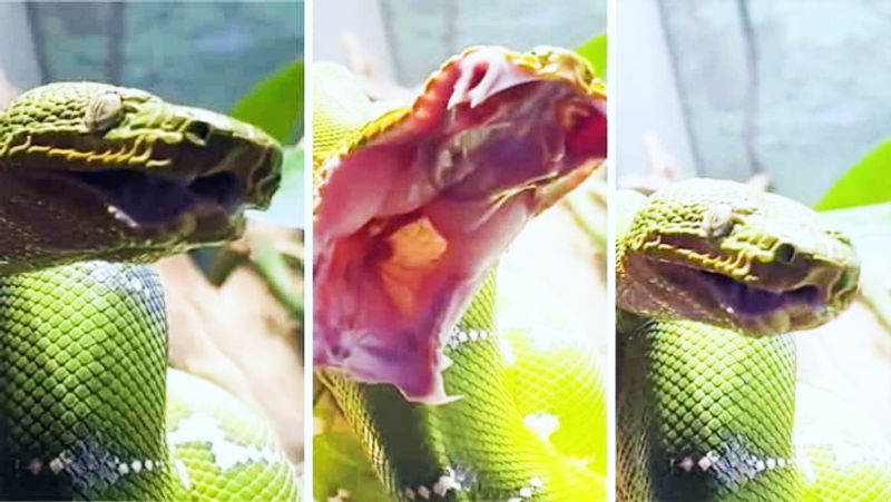 Snake Yawn viral video 