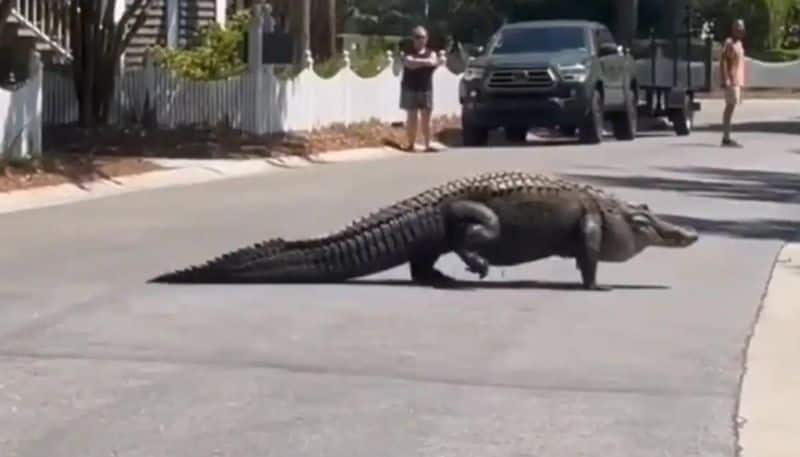 giant alligator on road the video going viral hyp 