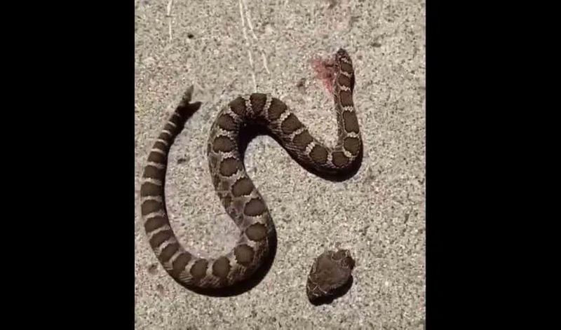 decapitated snake bit itself, Scary Viral Video RMA