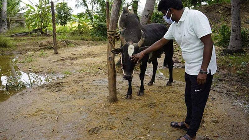 former minister vijayabaskar karuppu komban bull died