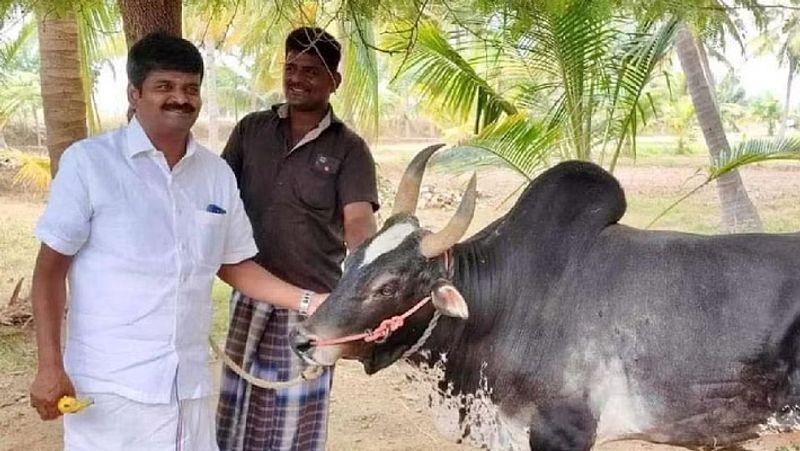 former minister vijayabaskar karuppu komban bull died