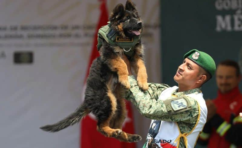 Turkey Gifts Mexico A German Shepherd Pup. Here Is Why