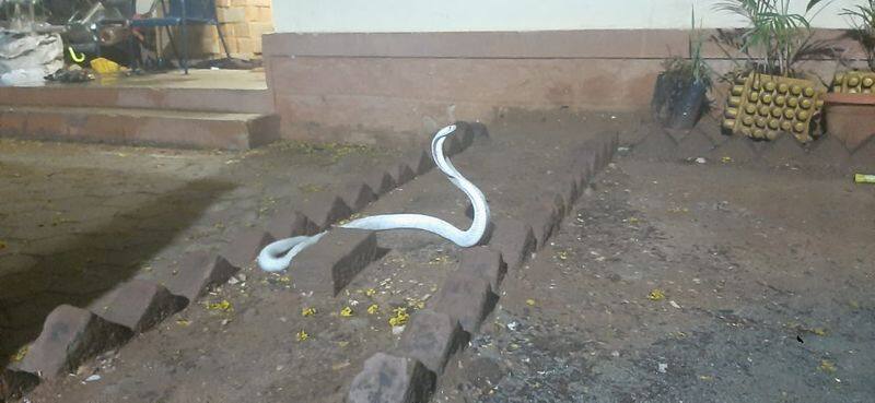 rare white colour cobra rescued from residential in coimbatore