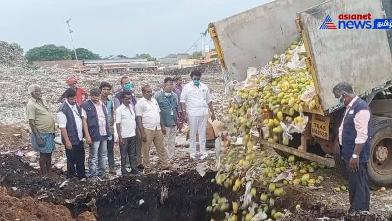 About 5000 kg of mangoes ripened by chemicals in Trichy destroyed! 