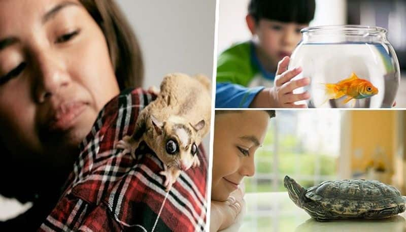 Bored of keeping dogs or cats as pets? Here are 7 home-friendly animals to keep you company  MSW