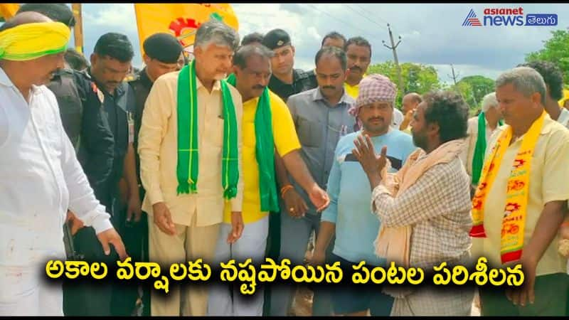 crop loss due to untimely rains-chandrababu naidu blames cm jagan for farmers troubles