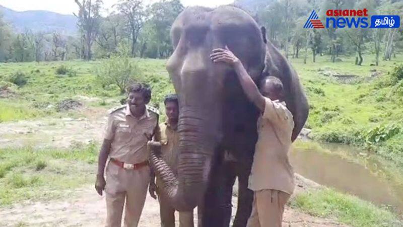 In the Pollachi elephant camp, the elephant enjoyed the song sung by the forest official!