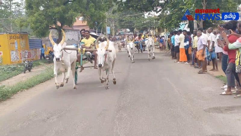 A double bullock cart race was held near Batlagundu! Raging bulls!