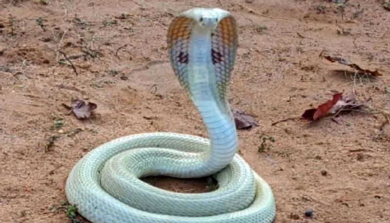 rare albino cobra spotted in coimbatore watch video hyp 