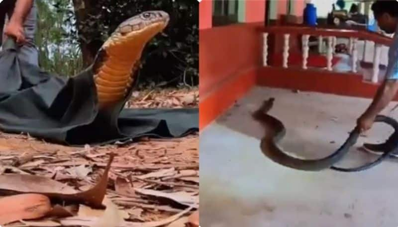 ifs officer shares video of king cobra being rescued and released into forest viral video rse