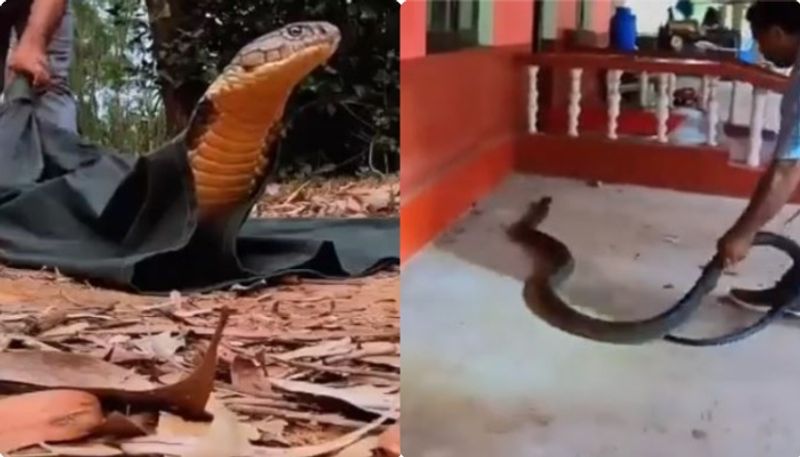 ifs officer shares video of king cobra being rescued and released into forest viral video rse