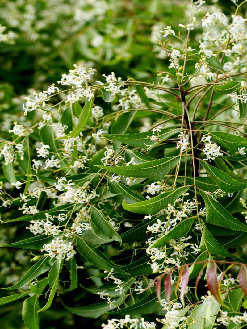 neem flower benefits tamil