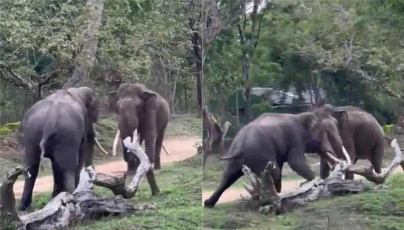 two elephants fights with each other near forest watch the video hyp 